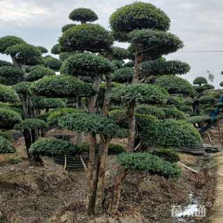 20公分造型榔榆