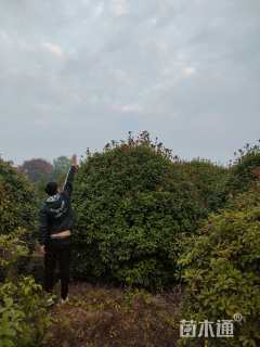 冠幅300厘米红叶石楠球