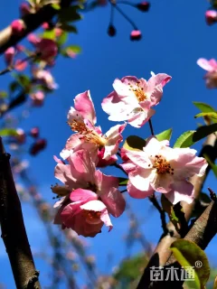 11公分西府海棠