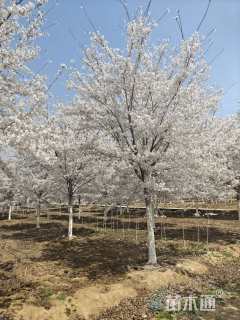 25公分染井吉野樱