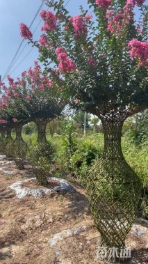 10公分紫薇花瓶