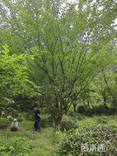 24公分日本早樱