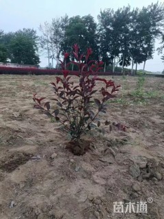 50公分紫叶矮樱