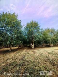 高度800厘米丛生河桦