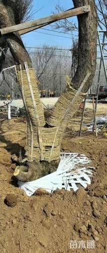 15公分造型乌桕