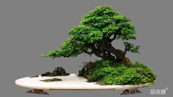 高度90厘米黄杨