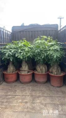 30公分五辫发财树