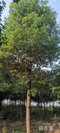 15公分香樟