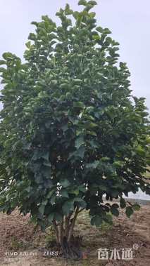 高度350厘米丛生玉兰