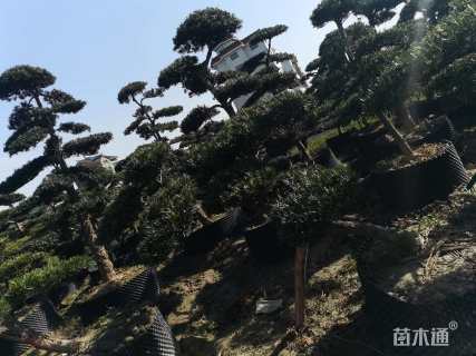 容器苗造型罗汉松