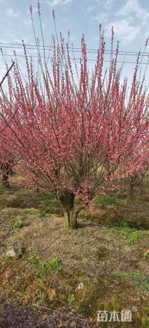 17公分骨里红梅