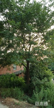 30公分朴树