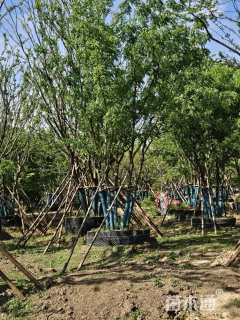 12公分(5杆)丛生黄连木