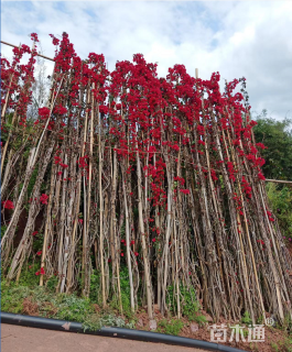 高度300厘米三角梅
