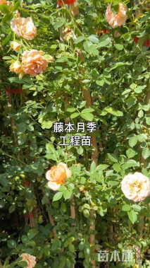 高度150厘米月季