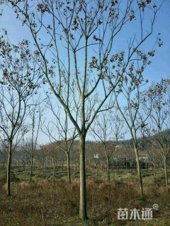 15公分栾树