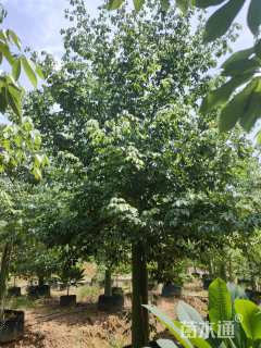 15公分大腹木棉