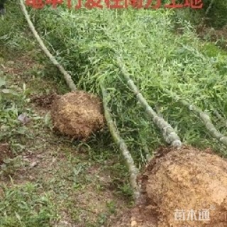 地栽苗龟甲竹