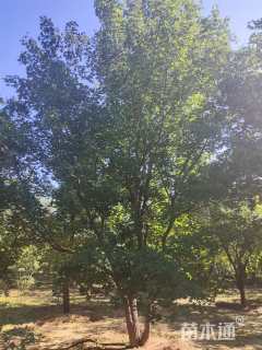 高度600厘米丛生元宝枫