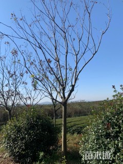 20公分黄山栾树