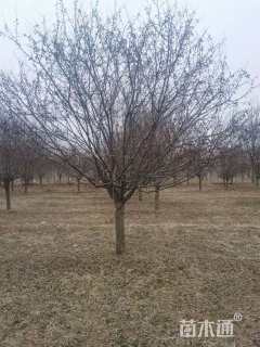 高度500厘米红珠宝海棠