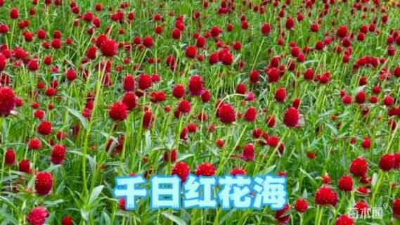 千日红种子千日红种子