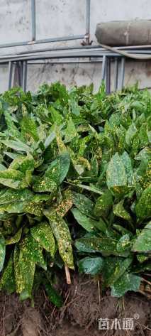 高度20厘米洒金珊瑚