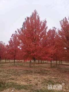 13公分美国红枫