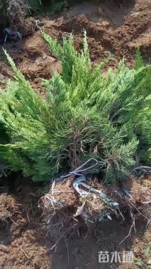 高度80厘米龙柏小苗