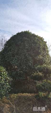 高度450厘米茶花