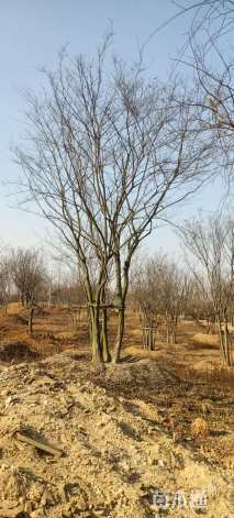 60公分(5杆)丛生朴树