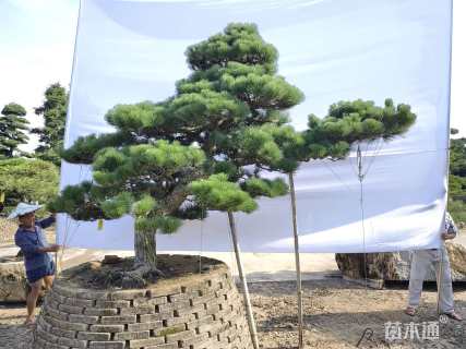 高度240厘米黑松