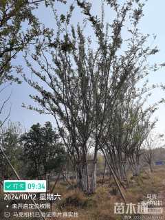 18公分(5杆)丛生朴树