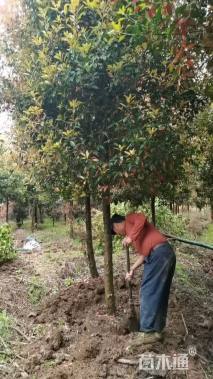 18公分红叶石楠