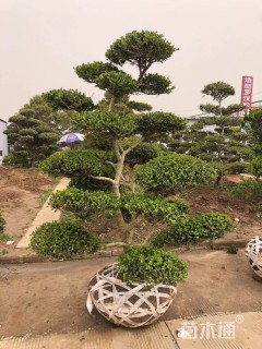 10公分造型黄杨