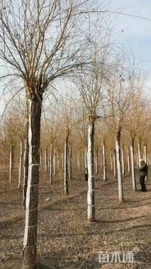 16公分金丝垂柳