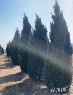 高度1000厘米塔柏