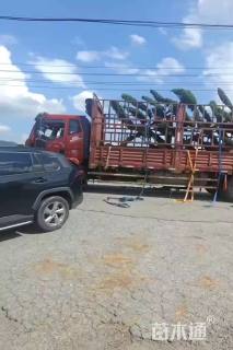 移栽苗造型罗汉松