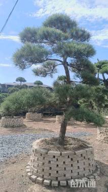 高度550厘米油松