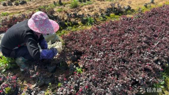 高度35厘米红花继木