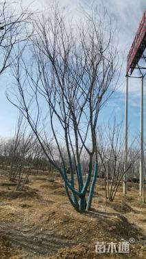 15公分丛生朴树