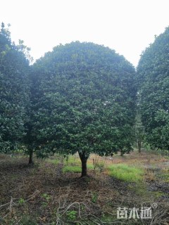 22公分大红朱砂桂花