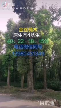 94公分金丝楠木