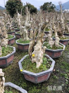 30公分造型紫薇