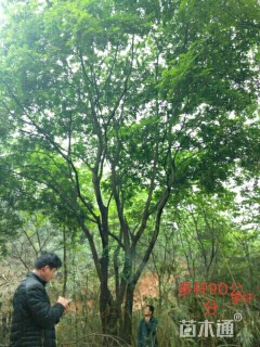 120公分朴树