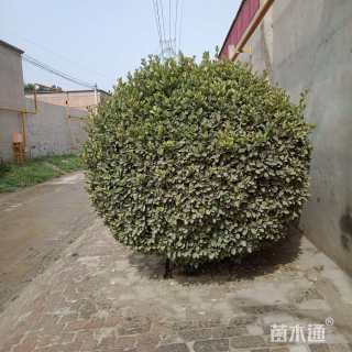 高度2000厘米北海道黄杨