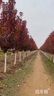 18公分美国红枫-红冠