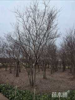 80公分丛生朴树