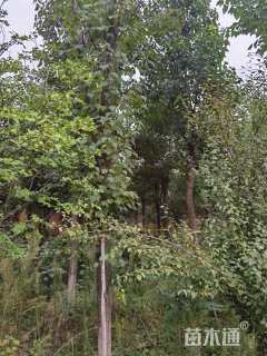 18公分楸树