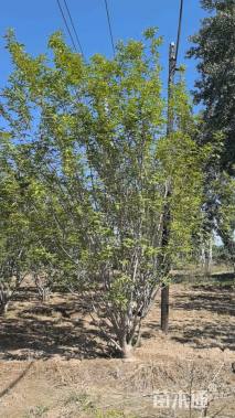 高度600厘米丛生中国黄蜡